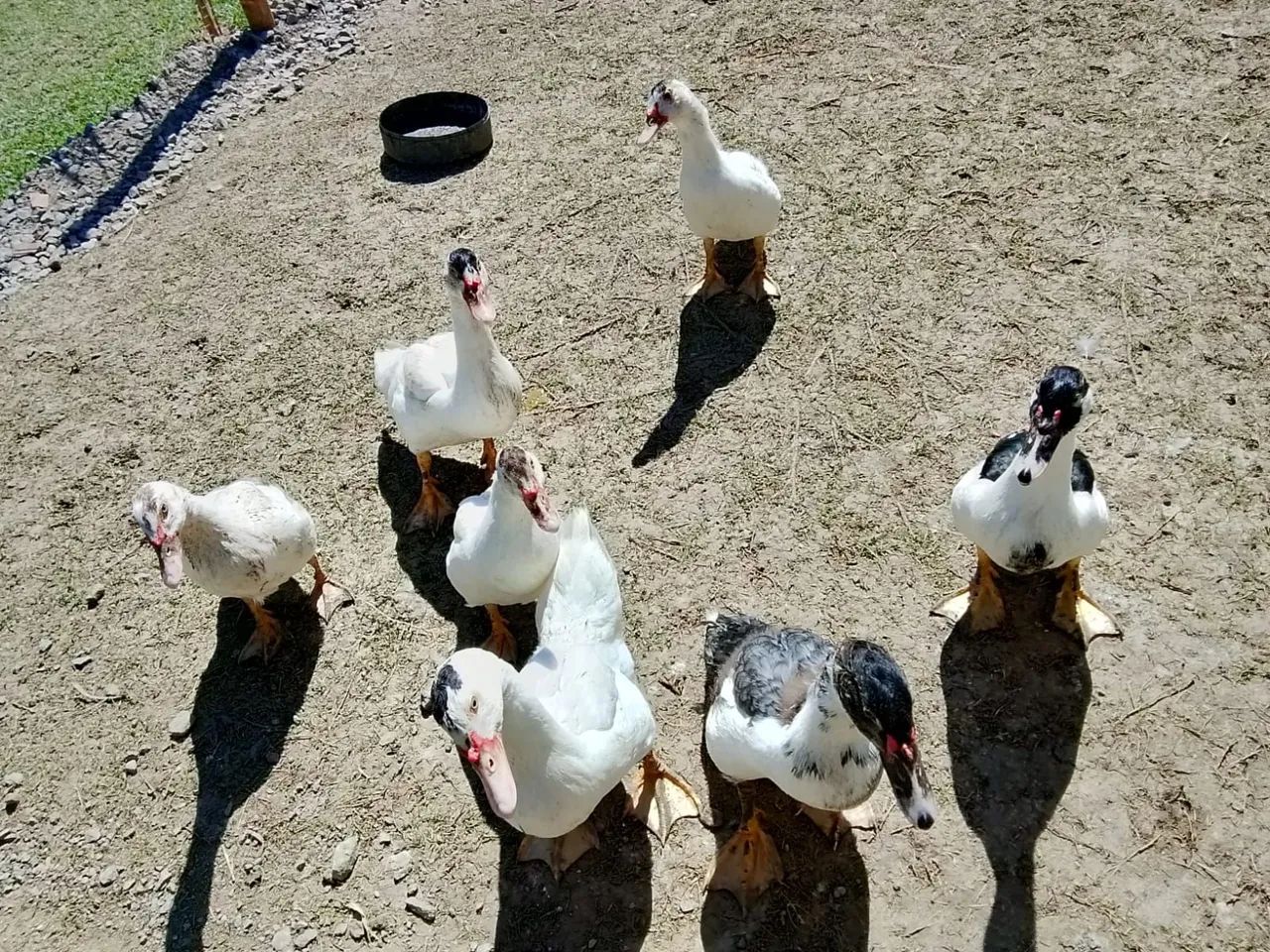 Pato - Foto 5