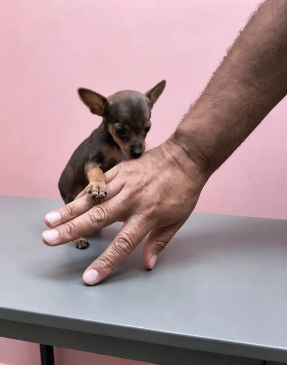 Pinscher mini disponível 