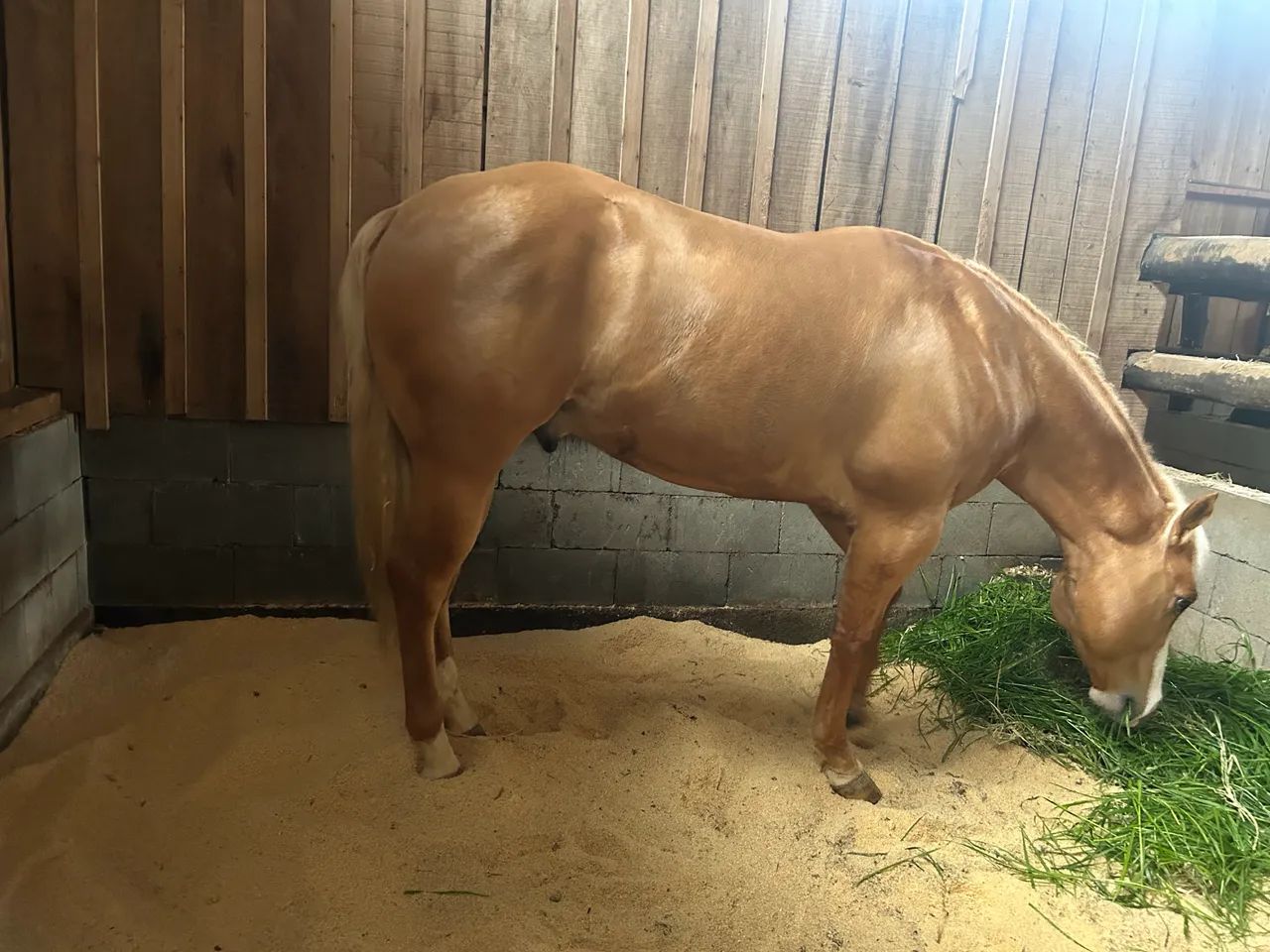 Cavalo qm - Foto 5