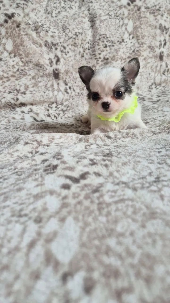Chihuahua mini - Foto 3