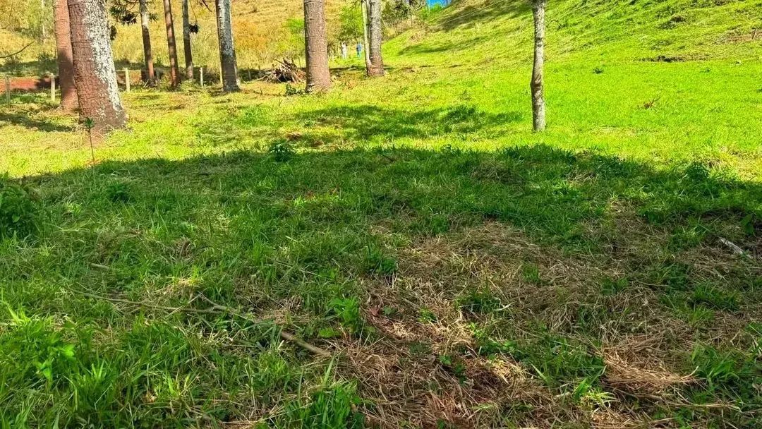 Bosque das Araucárias - Foto 3