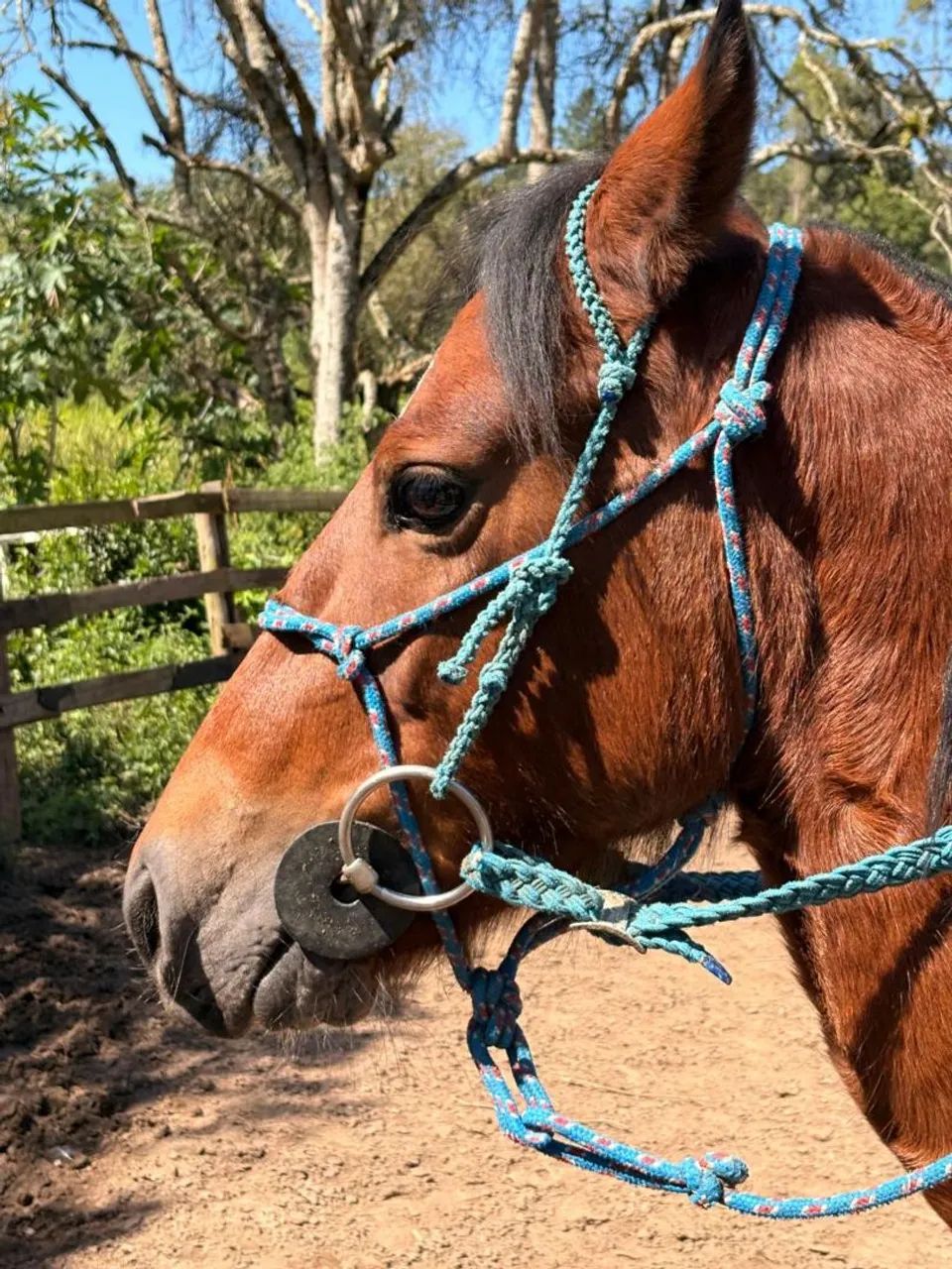 Cavalo Mangalarga Marchador Mineiro com Crioulo  - Foto 4