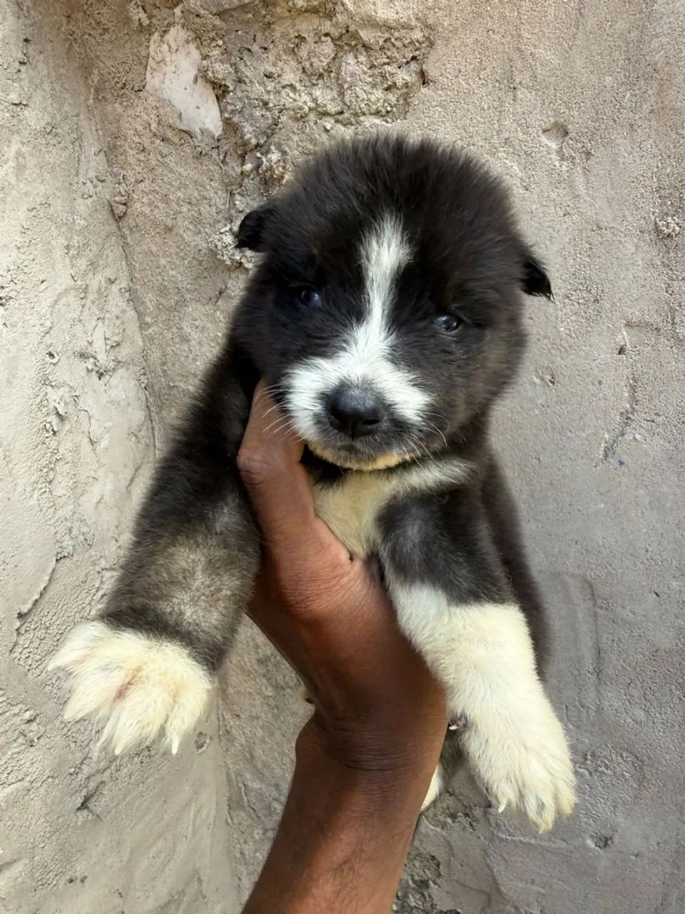 Husky siberiano filhotes  - Foto 4