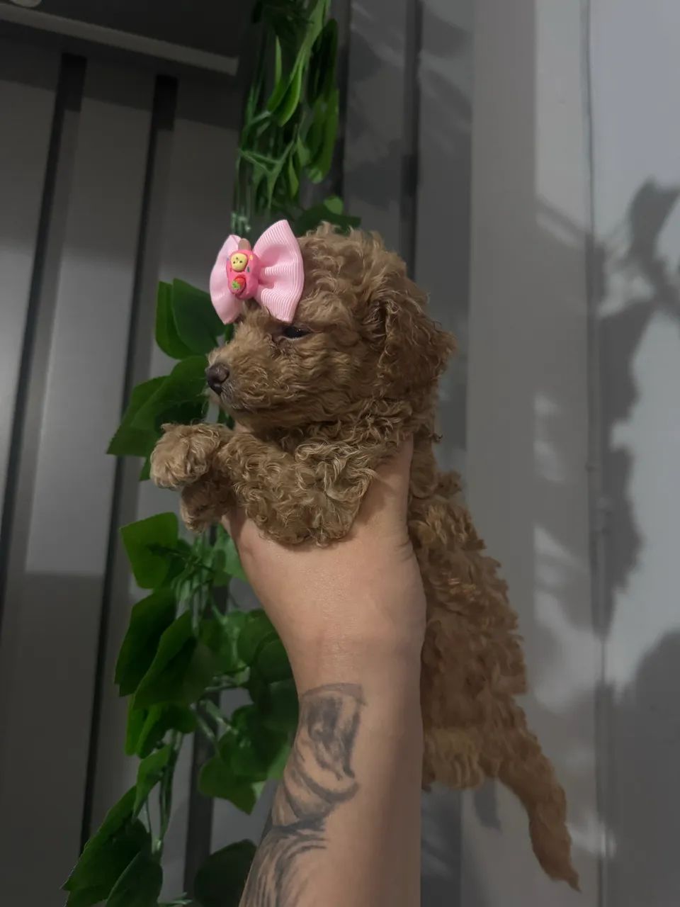 Filhote Poodle Toy Red legítimo com garantia pronto para entrega - Foto 2