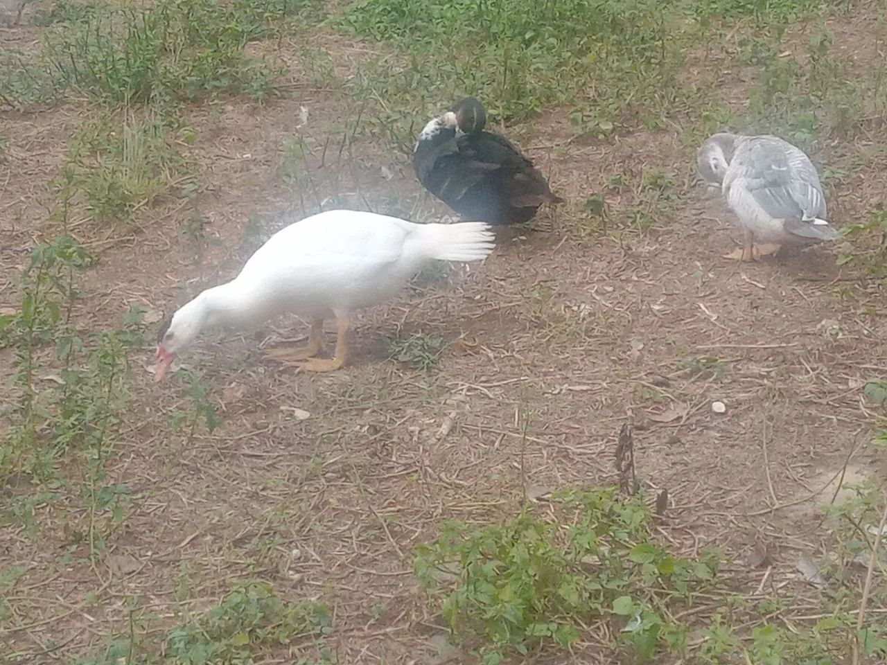 Patos 