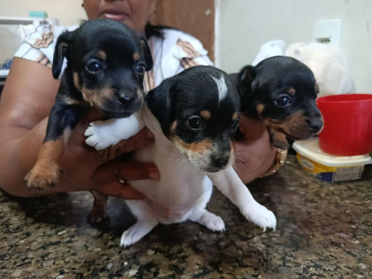 VENDO PINSCHER N2 ORIGINAL  - Foto 3