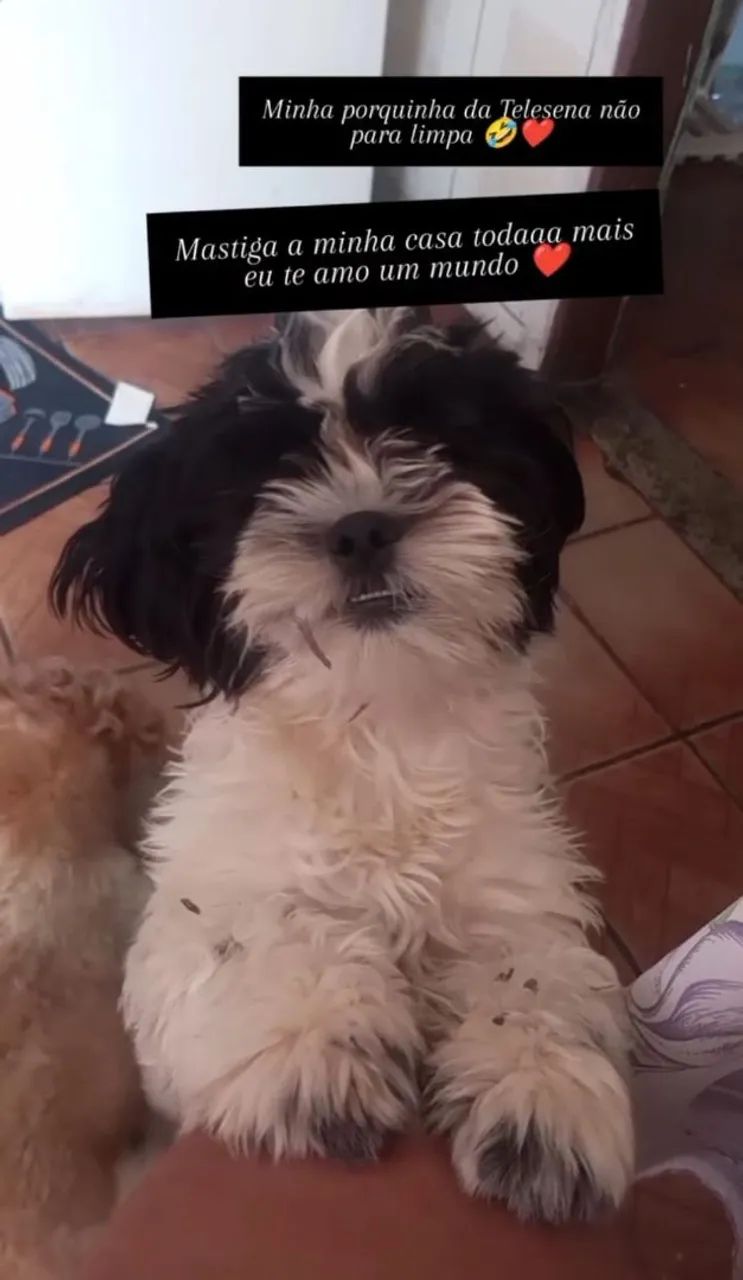 Cachorro  - Foto 4