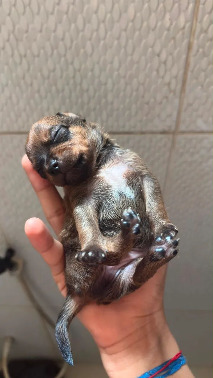 Vendo 