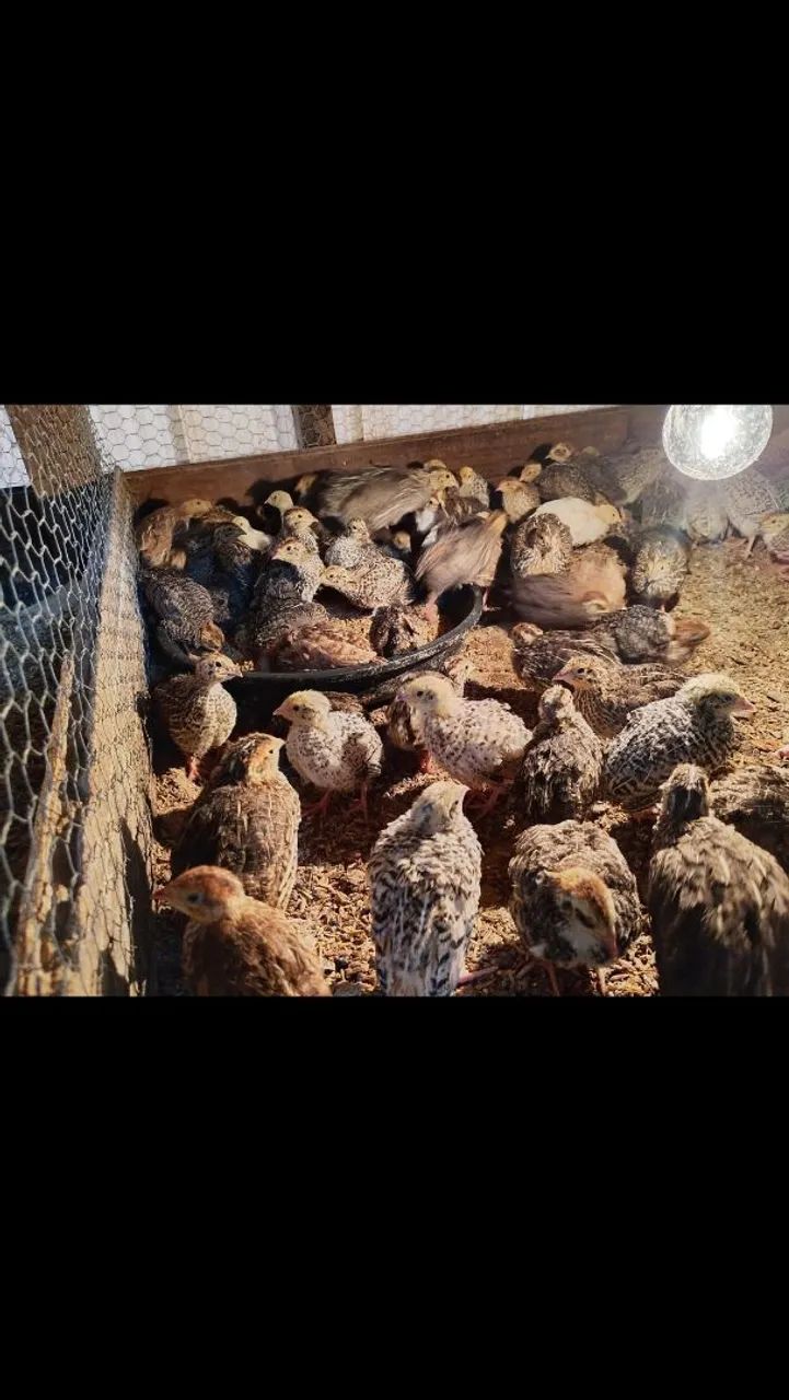 Codornas gigante e postura  - Foto 3