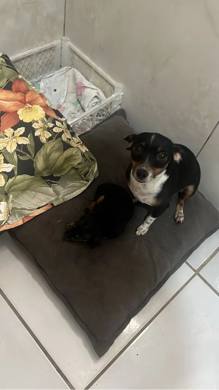 Cachorro  - Foto 3