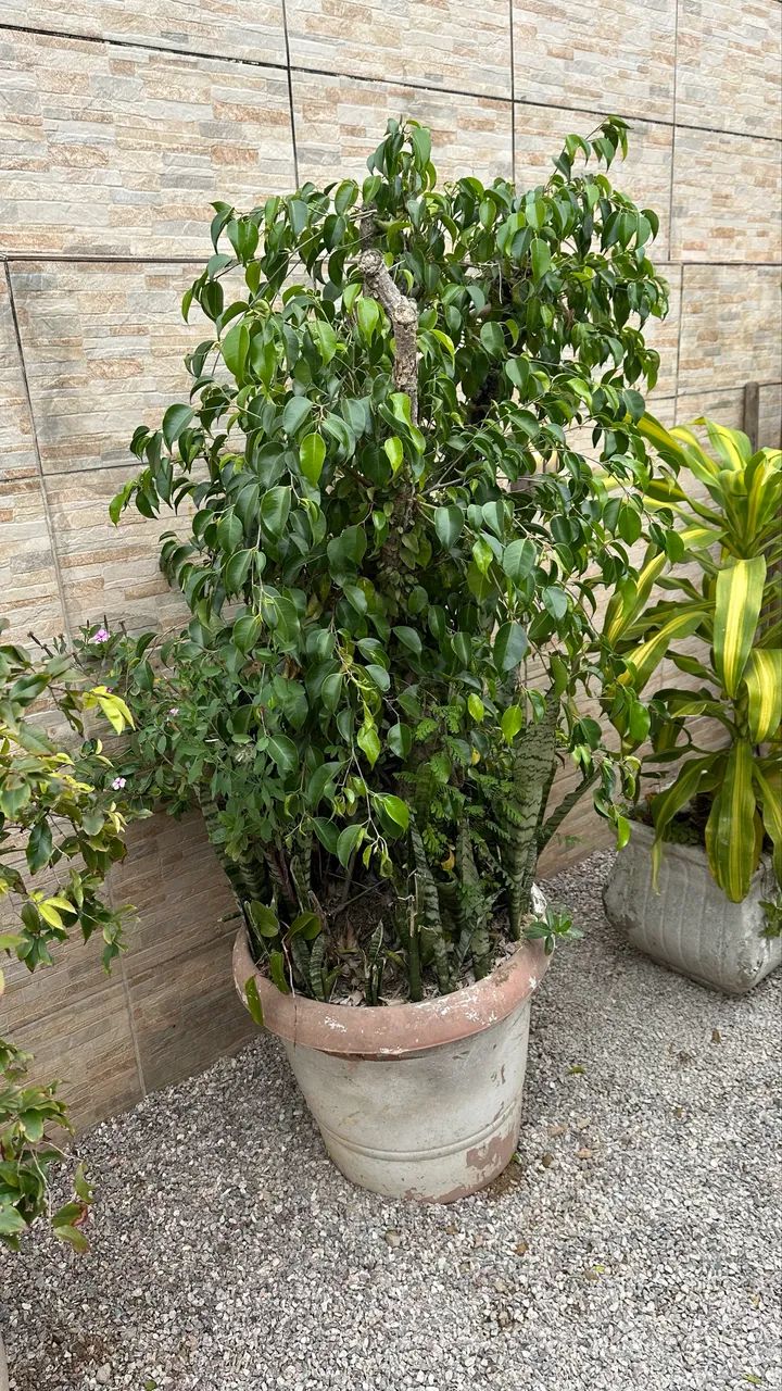 Planta grande - Foto 2