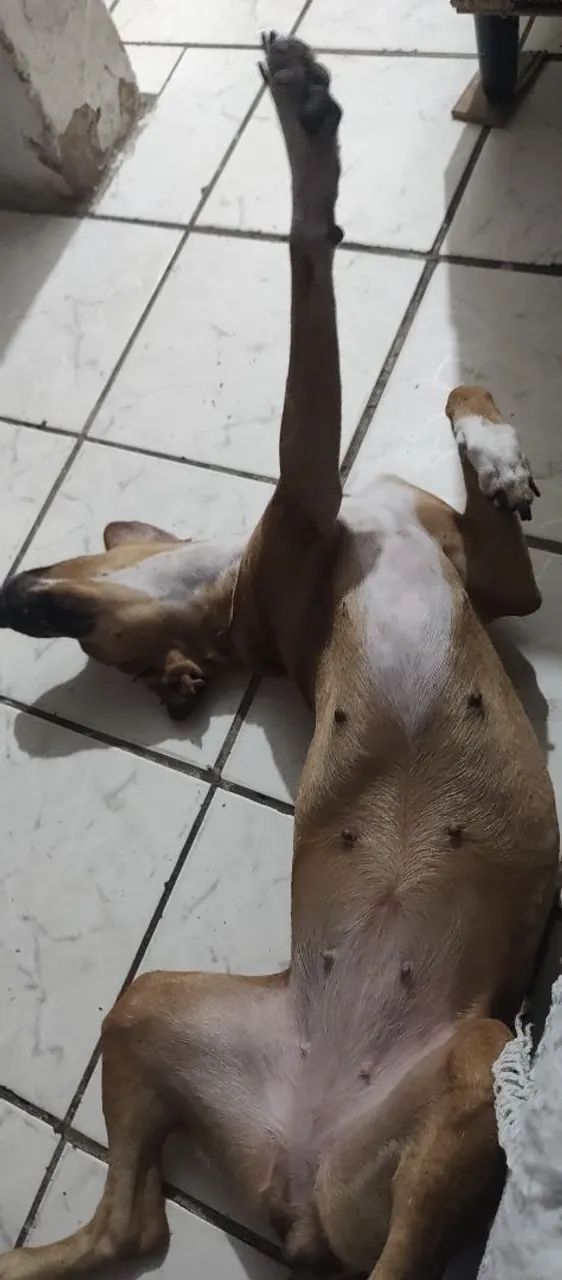 Doação de um cachorrinha  - Foto 5