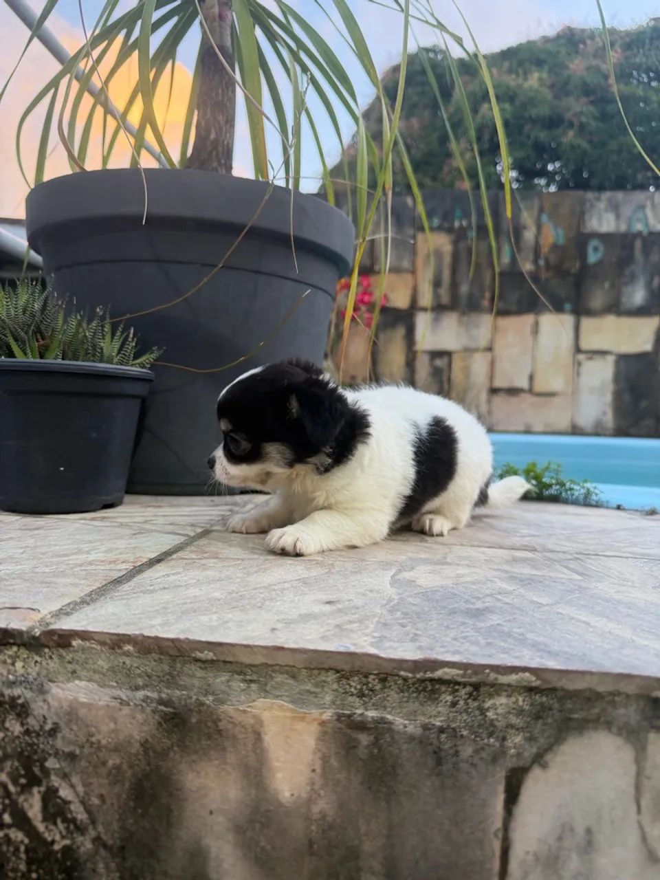 Chihuahua  - Foto 3