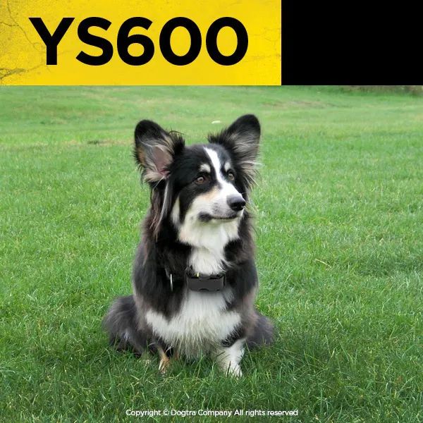 Dogtra YS600 Training Collar - Professional Line64993722980994125