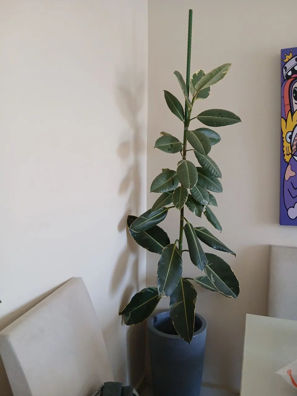 Plantas