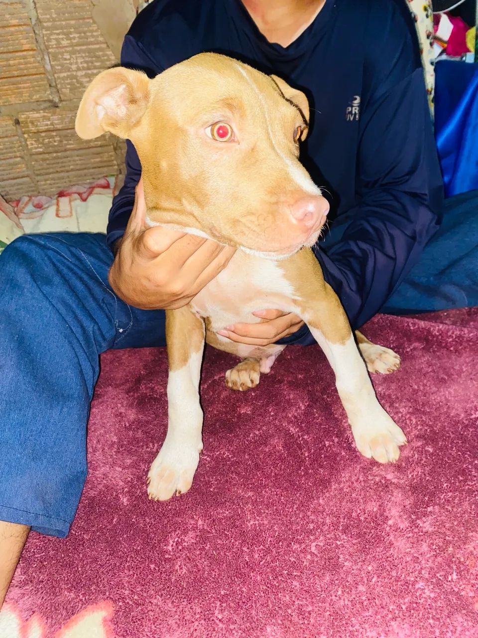 Pet - Foto 4