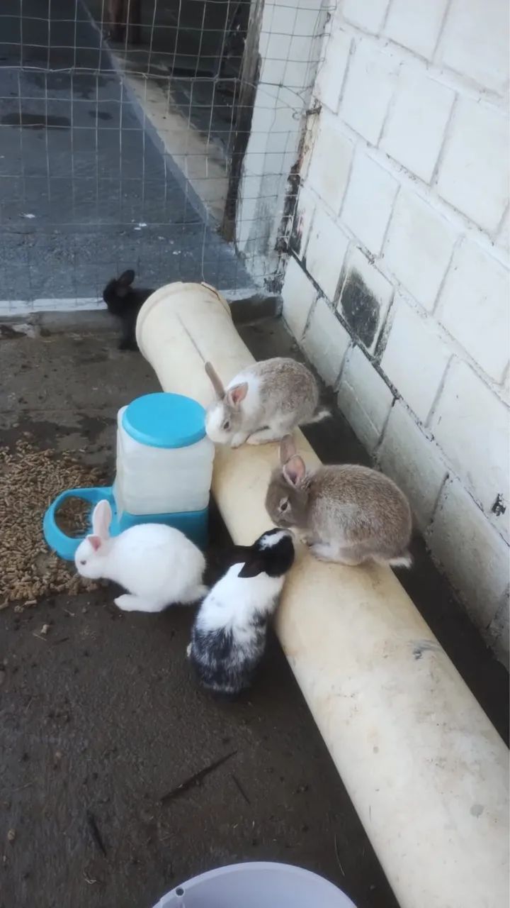 Vende-se filhotes de coelhos - Foto 2