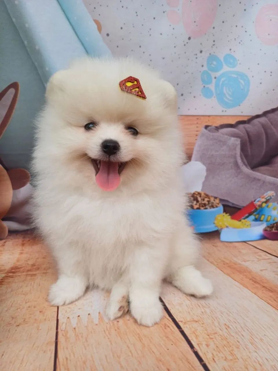 Spitz alemão  macho  anão valor 2500,00  - Foto 4
