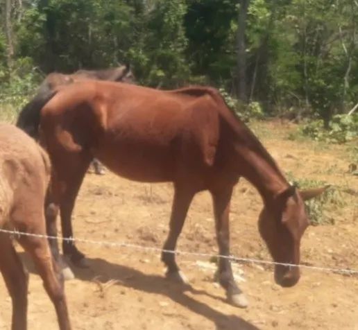 EGUA, POTRA E BURRO  - Foto 4