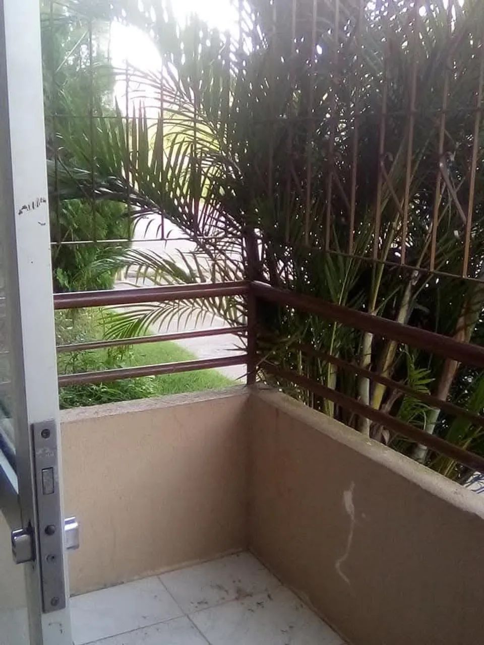Sussuarana velha  - Foto 2
