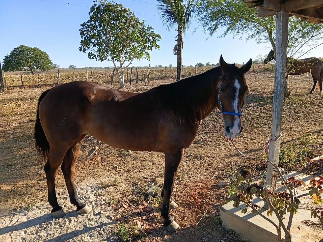 Cavalo  - Foto 4