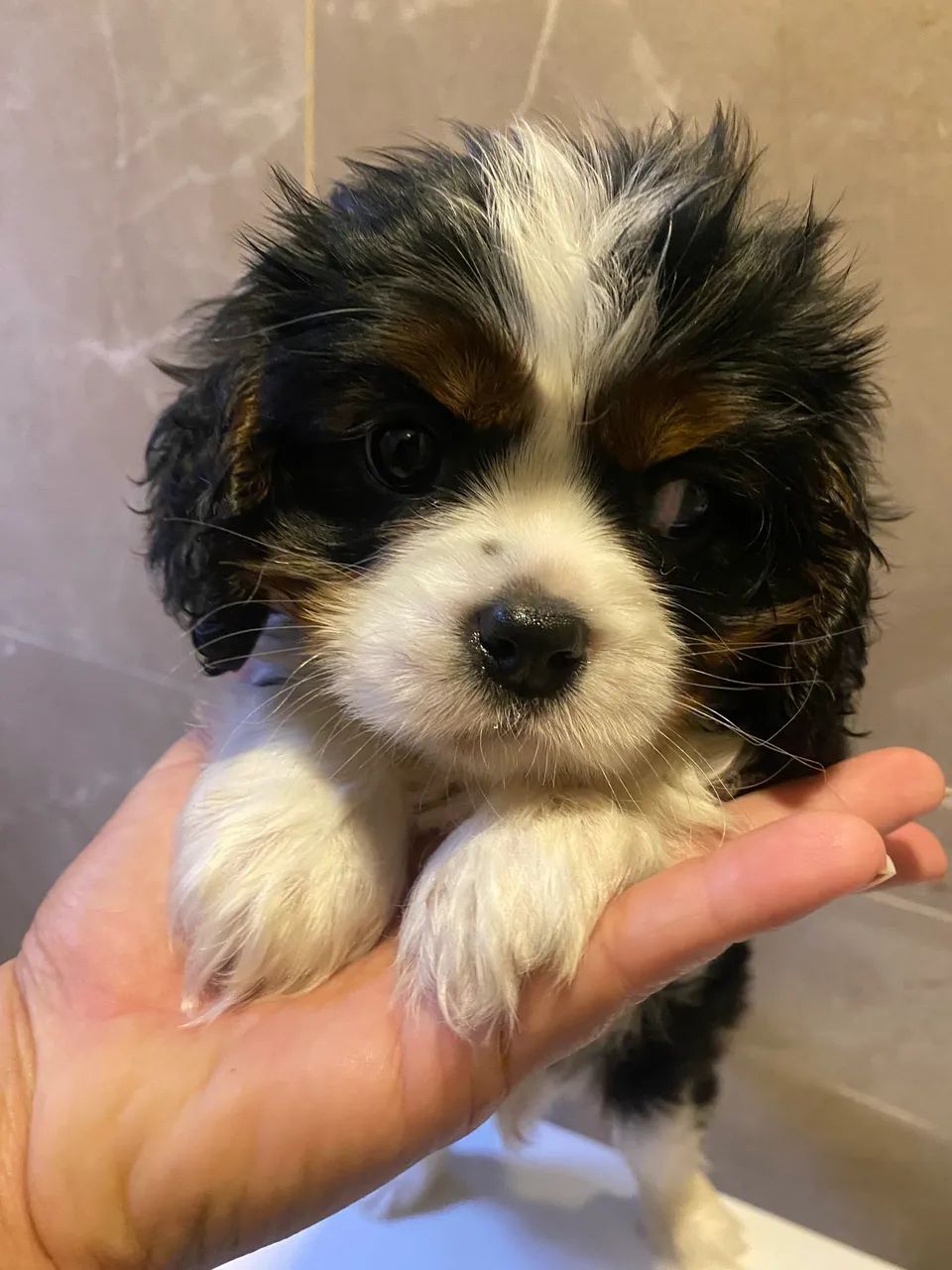 Cavalier tricolor  - Foto 4
