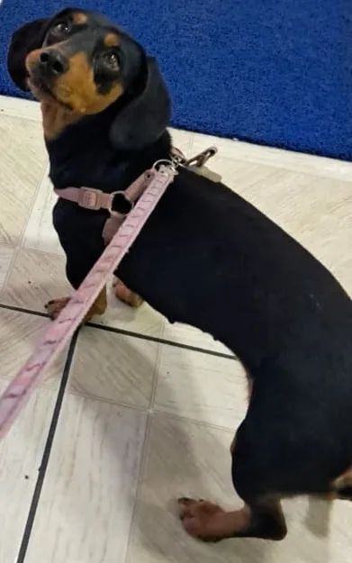 Basset dachshund fêmea procura namorado em BH Santa Luzia e região 