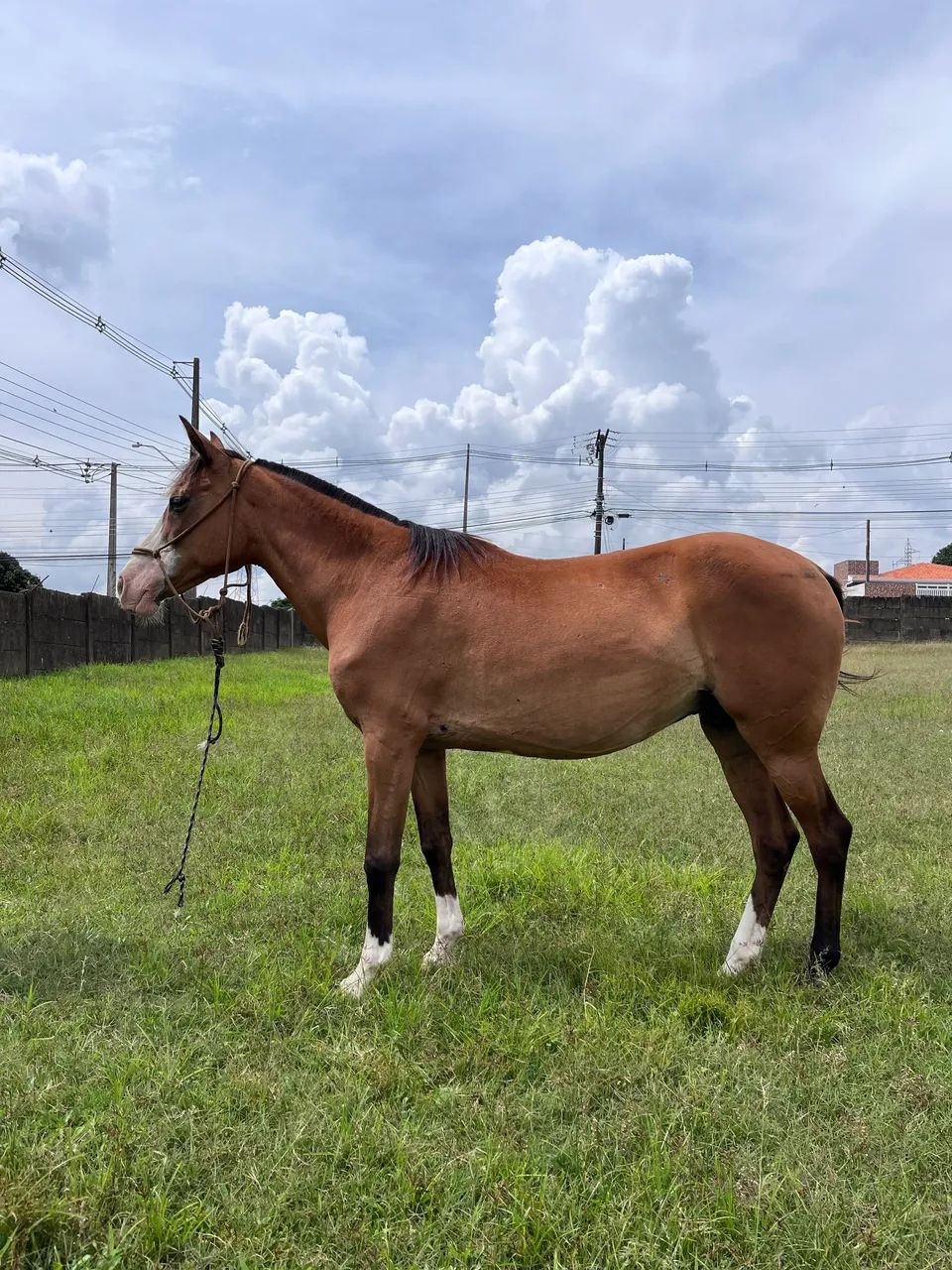 Égua crioula  - Foto 2