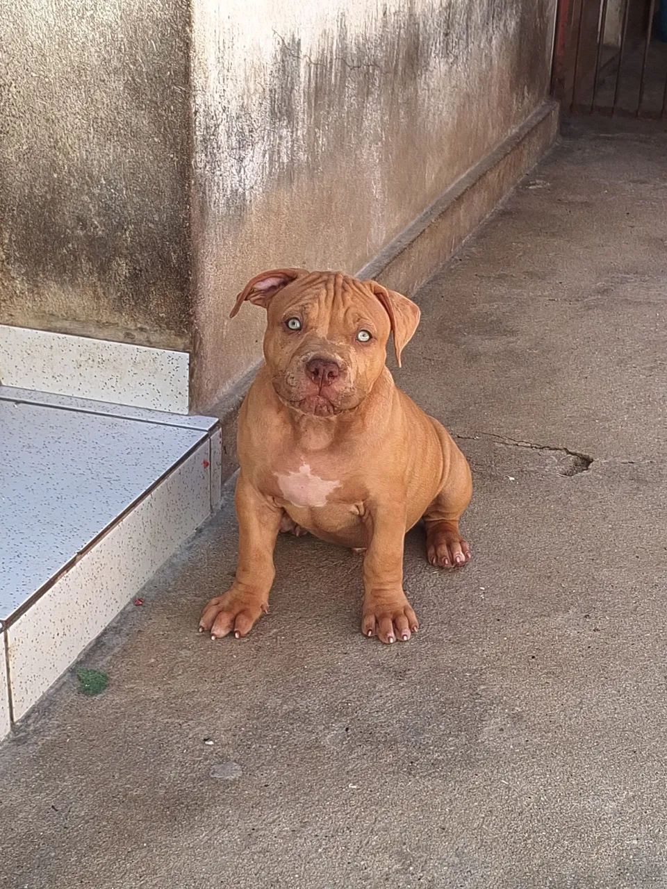 Macho disponível 