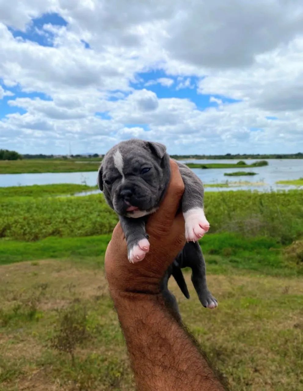 Filhotes de American Bully Pocket - Foto 2