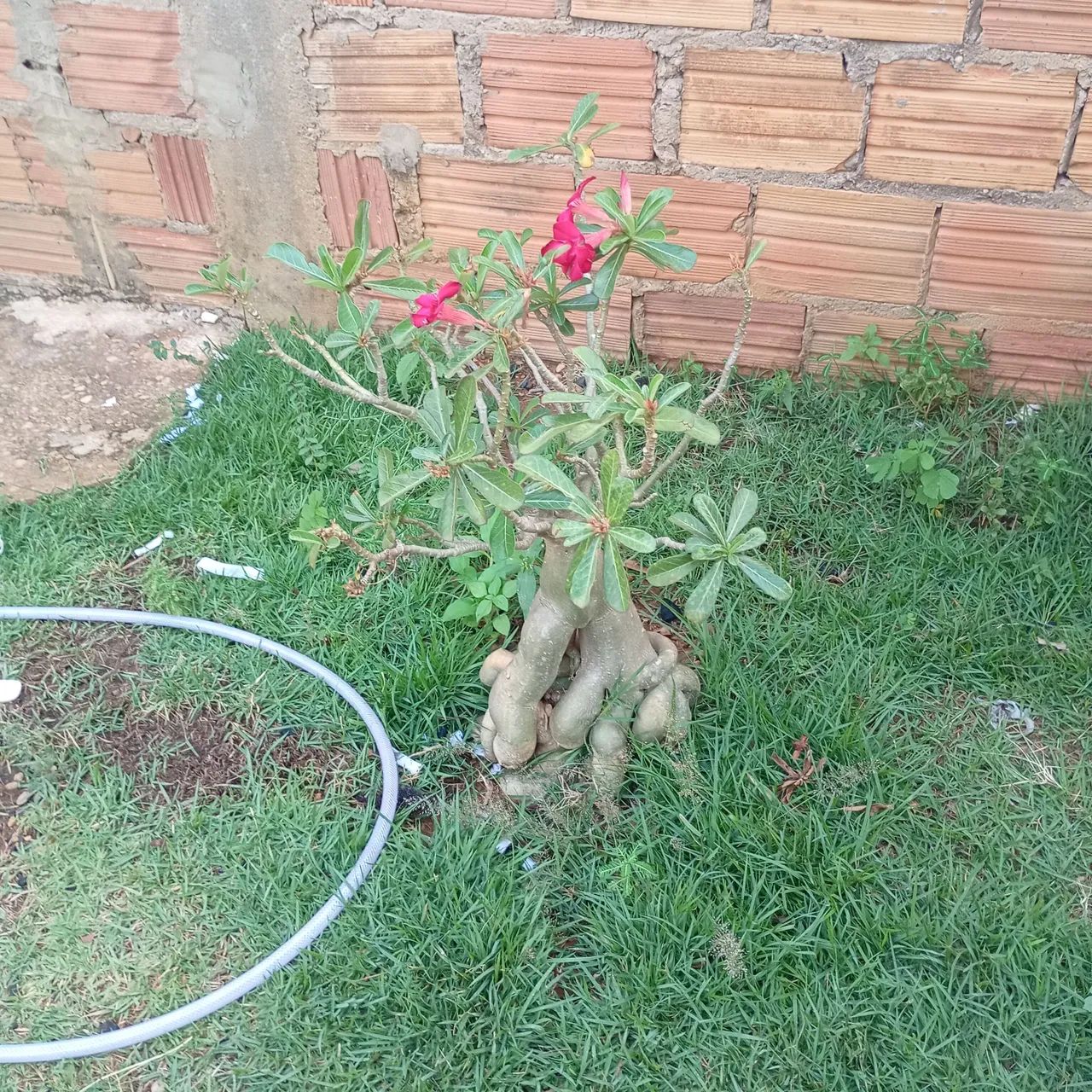 Rosa do deserto - Foto 2