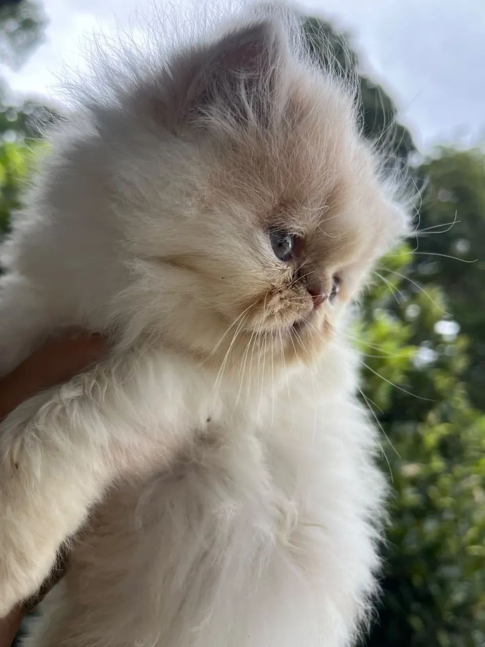 Gato persa  - Foto 2