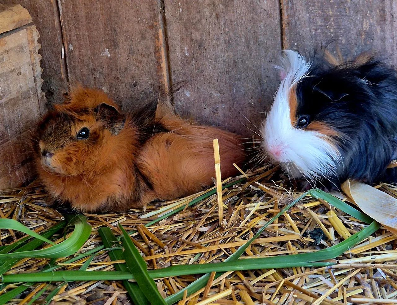 Porquinhos da Índia (raças variadas) - Foto 3