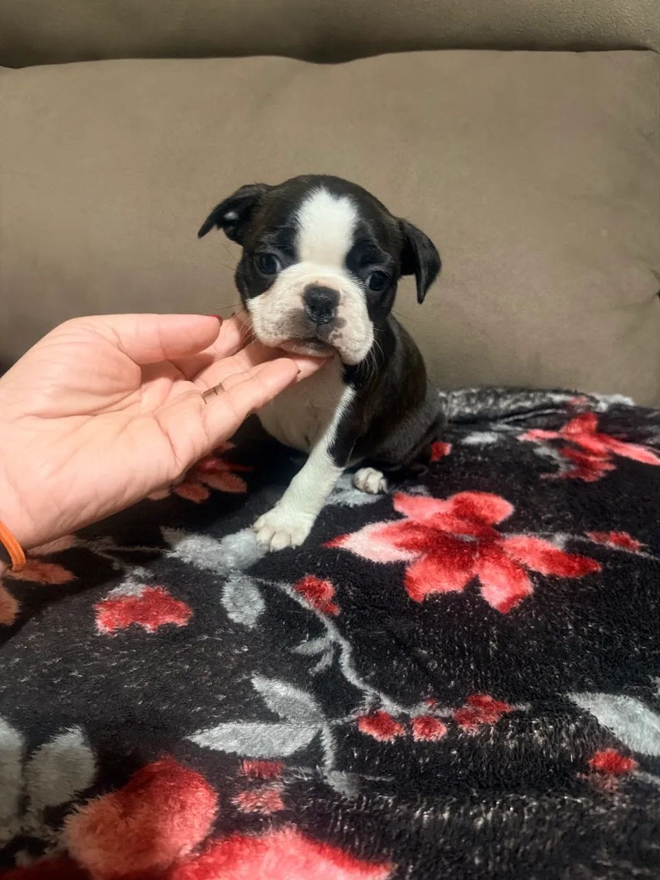 Boston Terrier  - Foto 2