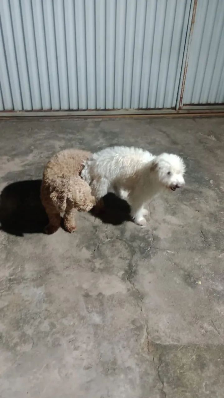 Cachorrinho poodle  - Foto 2