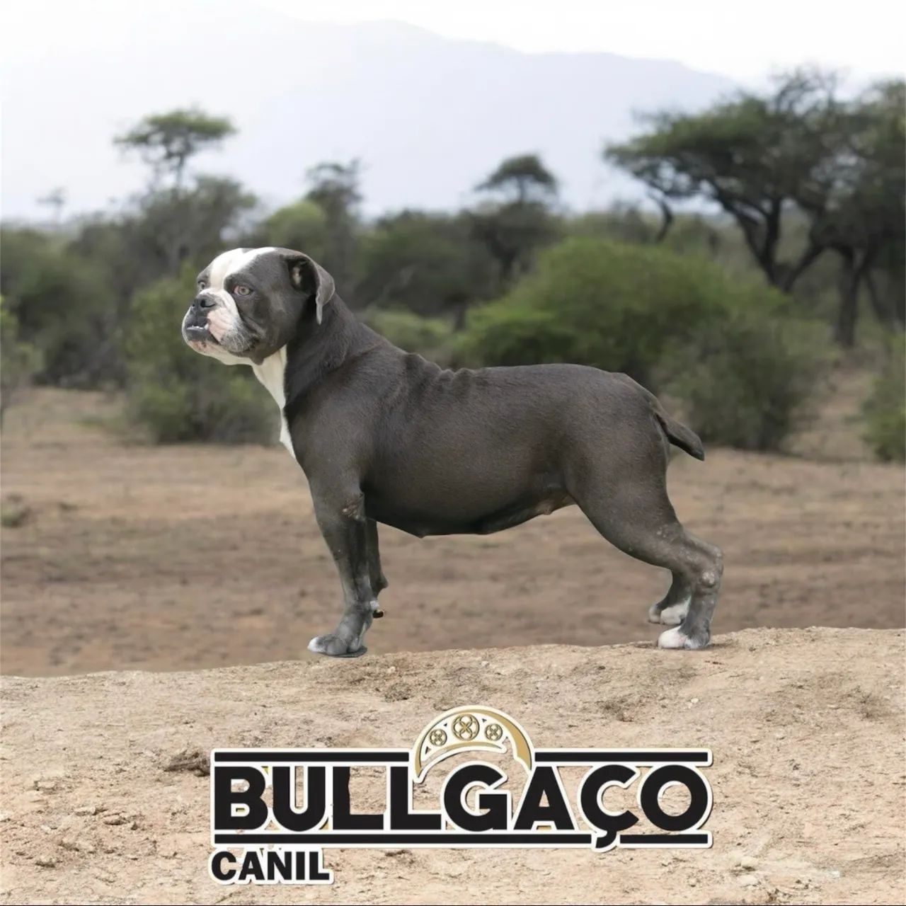 Buldogue campeiro  - Foto 4