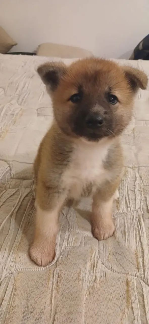 Akita Inu  - Foto 5