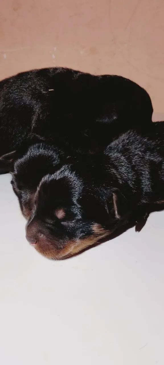 Rottweiler   - Foto 3