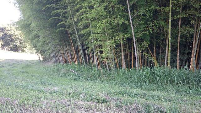 Terreno Rural para venda em Condomínio Fechado em Araucária - Foto 4