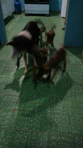 Doação de filhote de cachorro - Foto 3