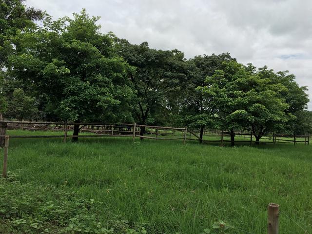 Chácara em Bela Vista de Goiás com casa - Foto 9