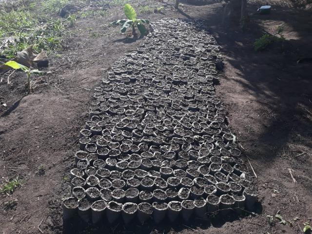 Chã de Alegria= Vend. 125 mil reais=10 Hect.=Casa,Pastos,Energia,Água e mais - Foto 12