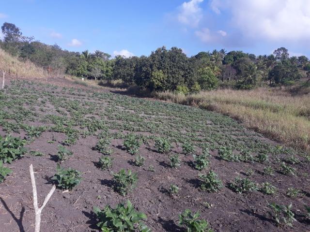 Chã de Alegria= Vend. 125 mil reais=10 Hect.=Casa,Pastos,Energia,Água e mais - Foto 3