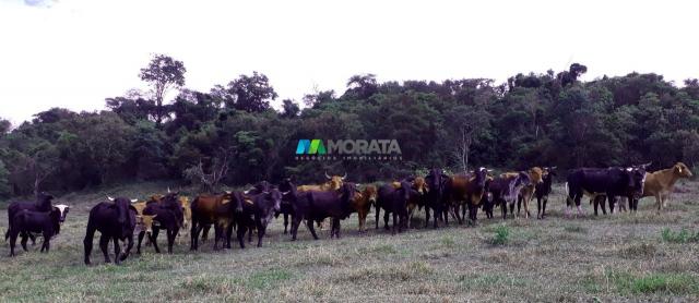 Fazenda à venda - 90 hectares - lavras (mg) - Foto 15