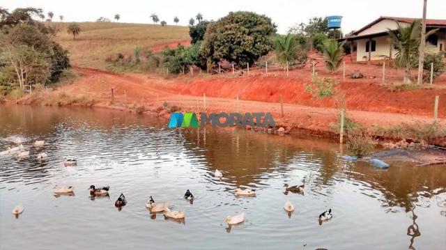 Fazenda à venda - 75 hectares - onça do pitangui (mg) - Foto 4