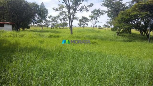 Fazenda à venda - 163 hectares - paraopeba (mg) - Foto 10