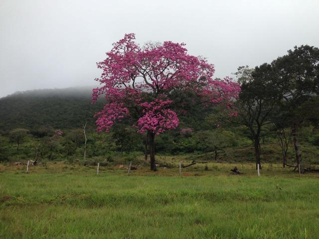 Fazenda - 1100 Hectares - Cáceres/MT - Foto 3