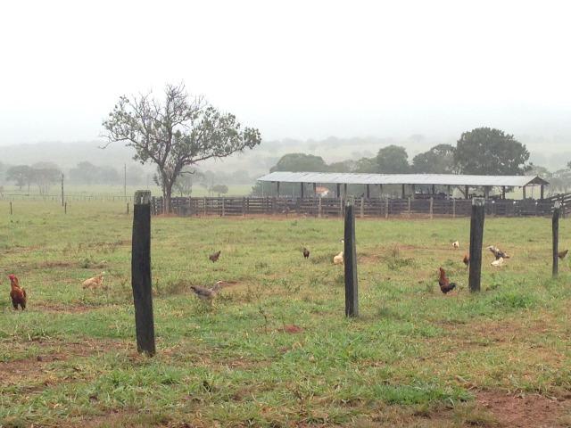 Fazenda - 1100 Hectares - Cáceres/MT - Foto 8