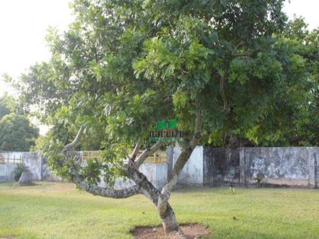 Chácara à venda, 4960 m² por r$ 800.000,00 - barra do jacuípe - camaçari/ba - Foto 6
