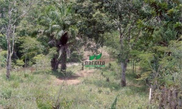 Fazenda na mata atlântica!!! - Foto 6